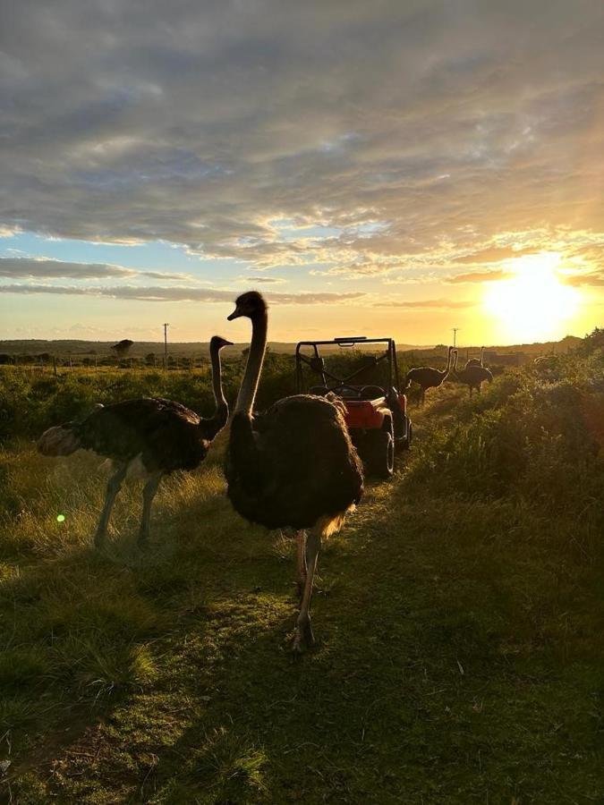Ostrich Cottage At Les Wings Private Game Farm Groot-Jongensfontein Bagian luar foto